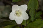 Wood anemone